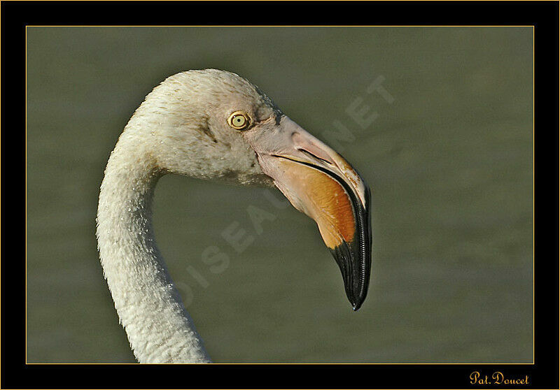 Flamant rose