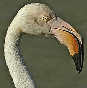 Greater Flamingo