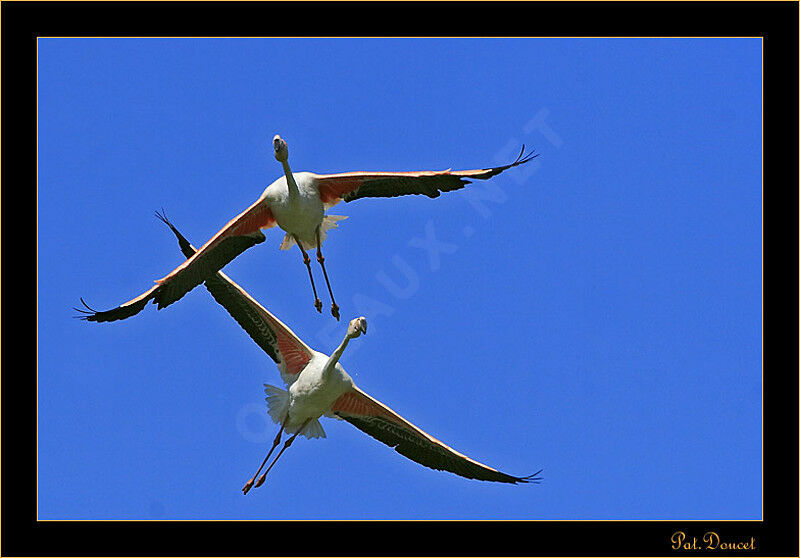 Greater Flamingo