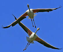 Flamant rose