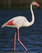 Flamant rose