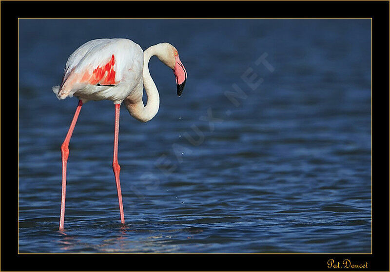 Flamant rose