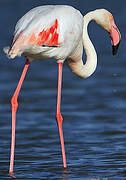 Flamant rose