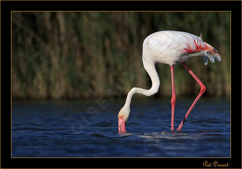 Flamant rose