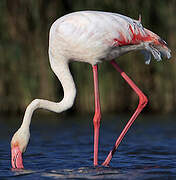 Flamant rose