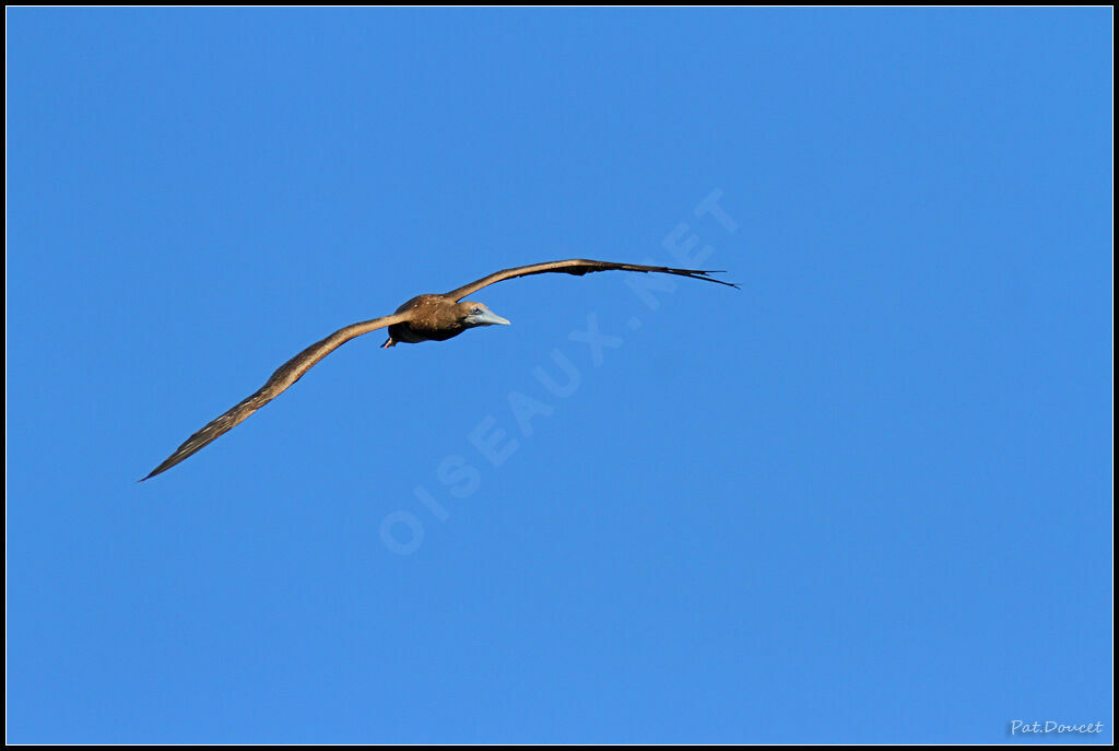 Brown Booby