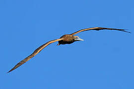 Brown Booby