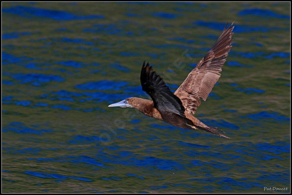 Brown Booby