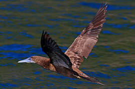 Brown Booby