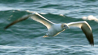 Northern Gannet