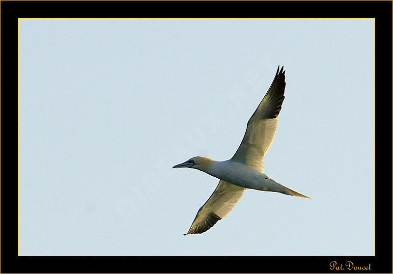 Northern Gannet