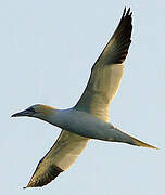 Northern Gannet