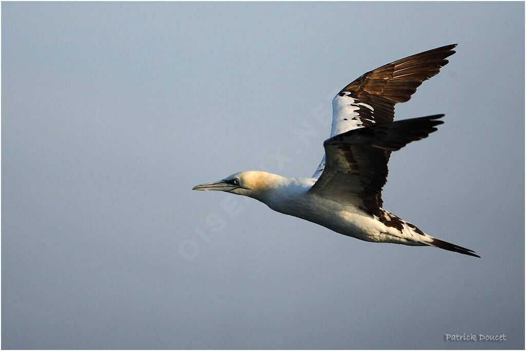 Northern Gannet