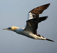 Northern Gannet