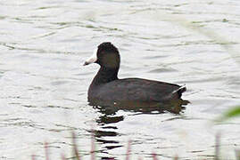 American Coot