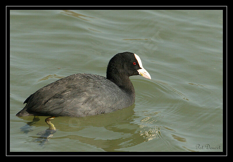 Eurasian Coot