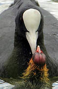 Eurasian Coot