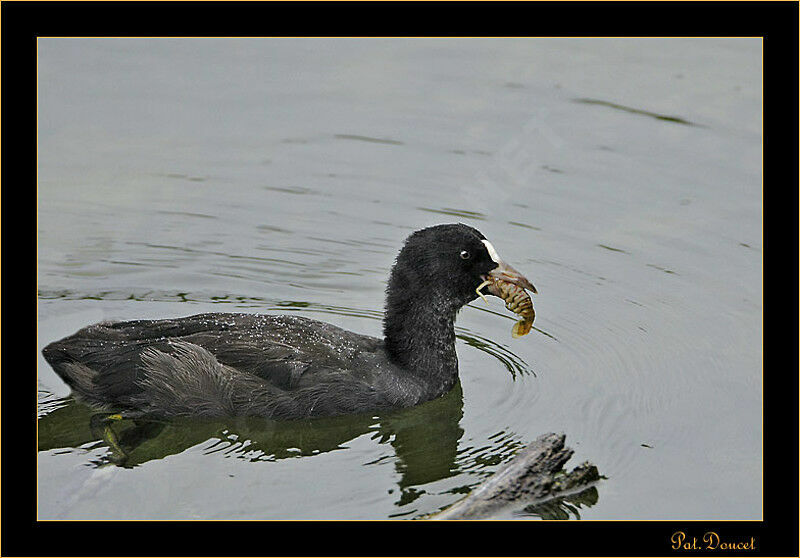 Eurasian Coot