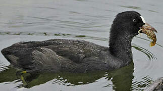 Eurasian Coot