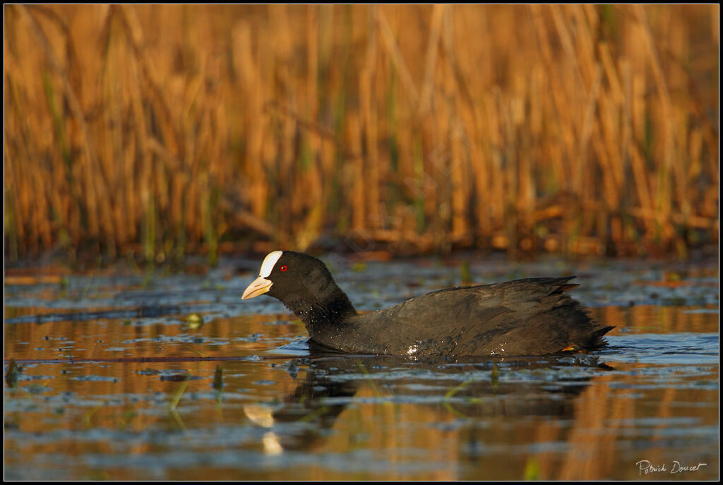 Eurasian Coot