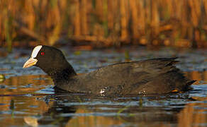 Eurasian Coot