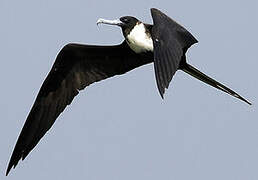 Magnificent Frigatebird