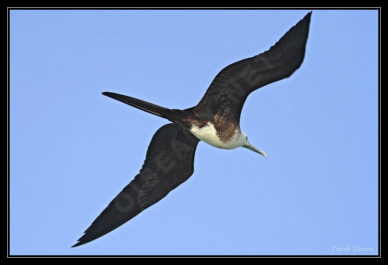 Magnificent Frigatebird