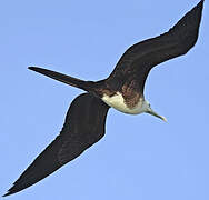 Magnificent Frigatebird