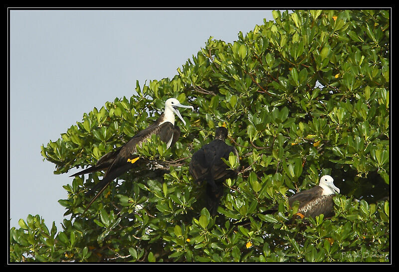 Magnificent Frigatebird