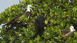 Magnificent Frigatebird