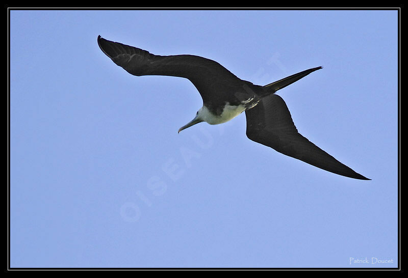 Magnificent Frigatebird