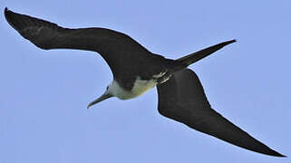 Magnificent Frigatebird