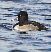 Ring-necked Duck