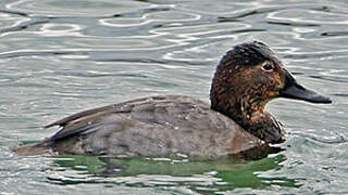 Common Pochard