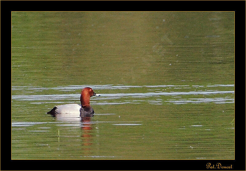 Common Pochard male