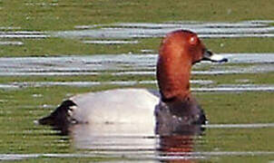 Common Pochard