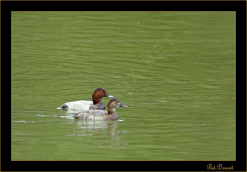 Common Pochard