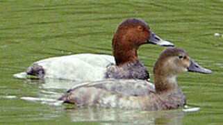 Common Pochard