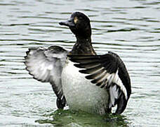 Greater Scaup