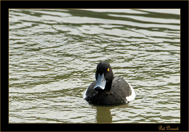 Tufted Duck male