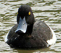 Tufted Duck