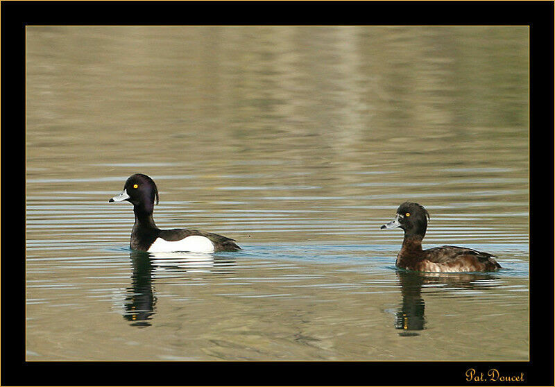 Tufted Duck 