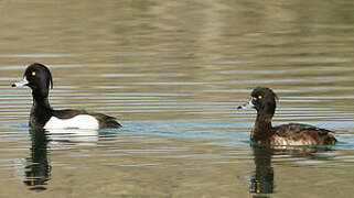 Tufted Duck