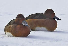 Ferruginous Duck