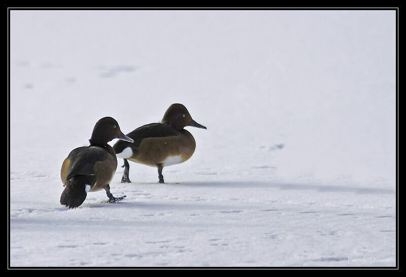 Ferruginous Duck