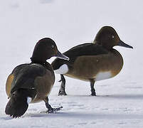 Ferruginous Duck