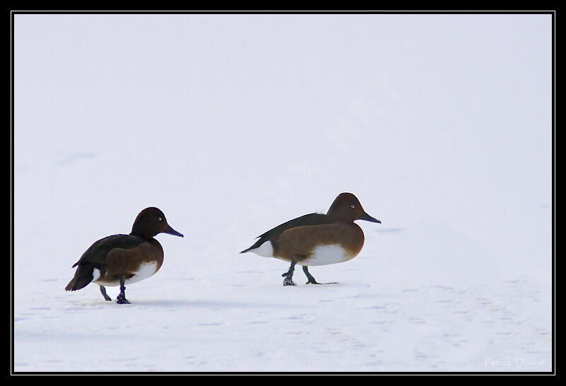 Ferruginous Duck