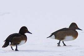 Ferruginous Duck