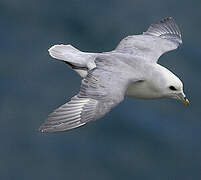 Northern Fulmar