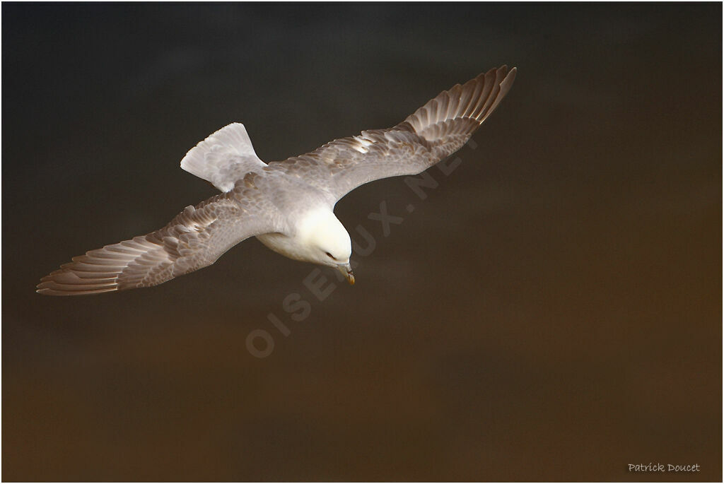 Fulmar boréal